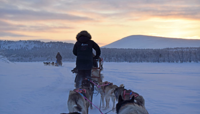 drive dogsleed
